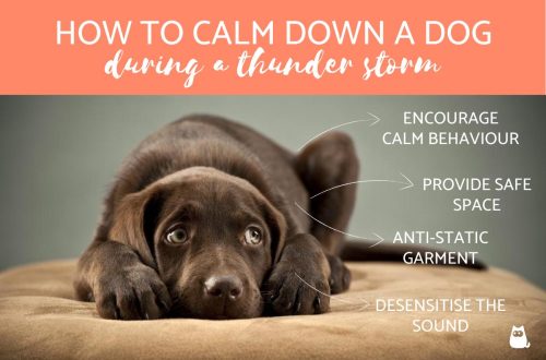 If the dog is afraid of thunder