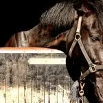 If your horse is “depressed”…