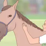 I’m afraid of horses! What to do?