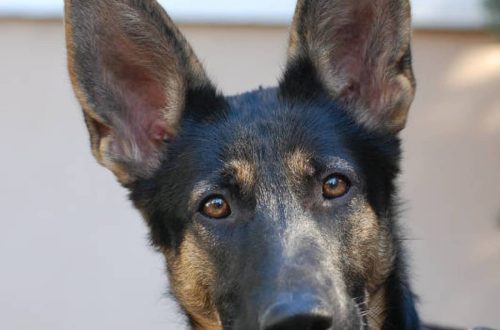 Improper ear fit in a German Shepherd: causes and possible problems when they start to stand up