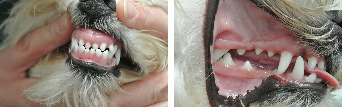 Incorrect bite in a pet: do dogs put braces