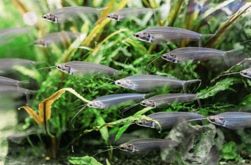 Indian glass catfish: how to take care of a ghost fish?