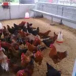 Indians: breeds, rearing, keeping at home, nests for indos and caring for chickens