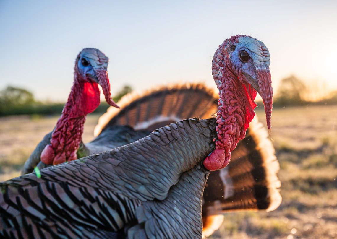 Infectious and non-infectious diseases of turkeys: symptoms of diseases, treatment and preventive measures for ailments