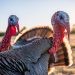 Characteristics of the BIG-6 turkey breed: features of their maintenance and breeding