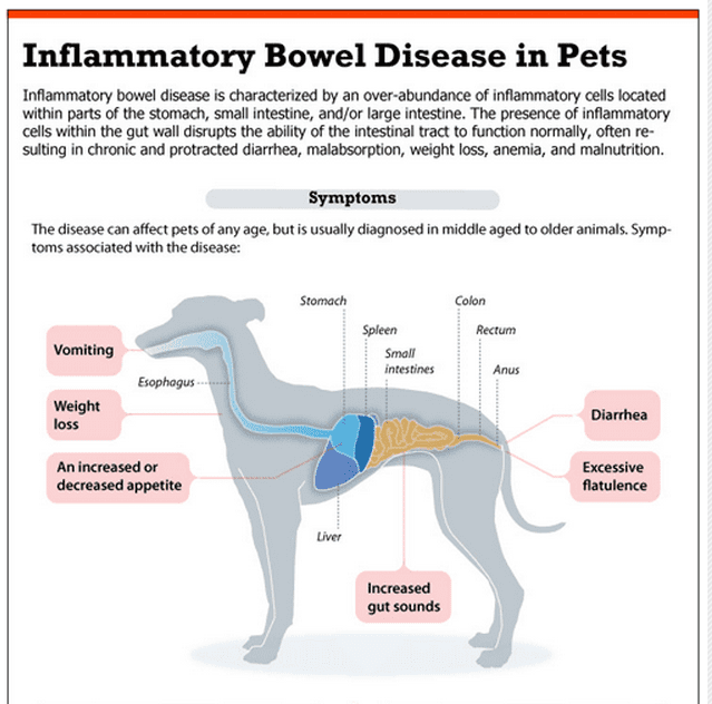 Inflammation of the intestines in a dog: causes and treatment