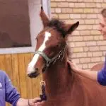 Ingrid Klimke on getting started with foals