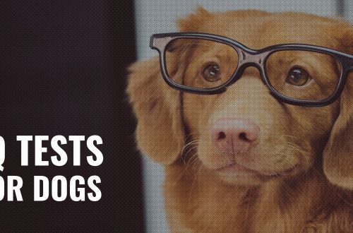 Intelligence and IQ Tests for Dogs: The Science Base