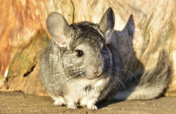 Interesting facts about chinchillas for children and adults