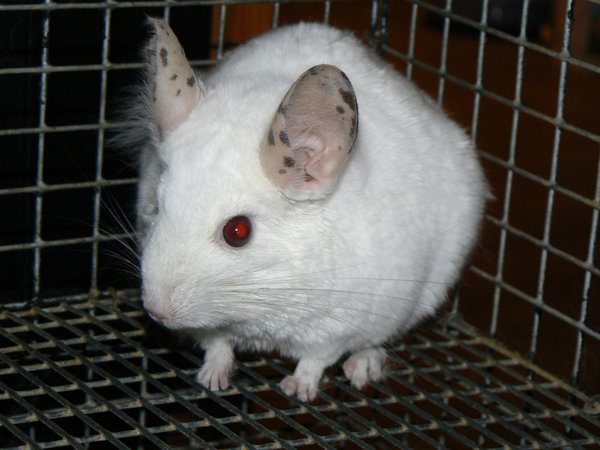 Interesting facts about chinchillas for children and adults