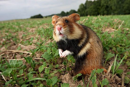 Interesting facts about hamsters for children and adults