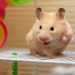 The hamster&#8217;s hind legs refused: causes and treatment