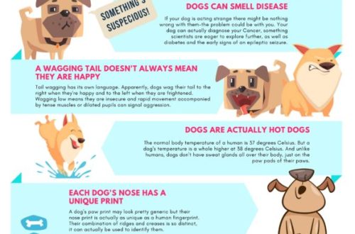 Interesting facts and myths about dogs