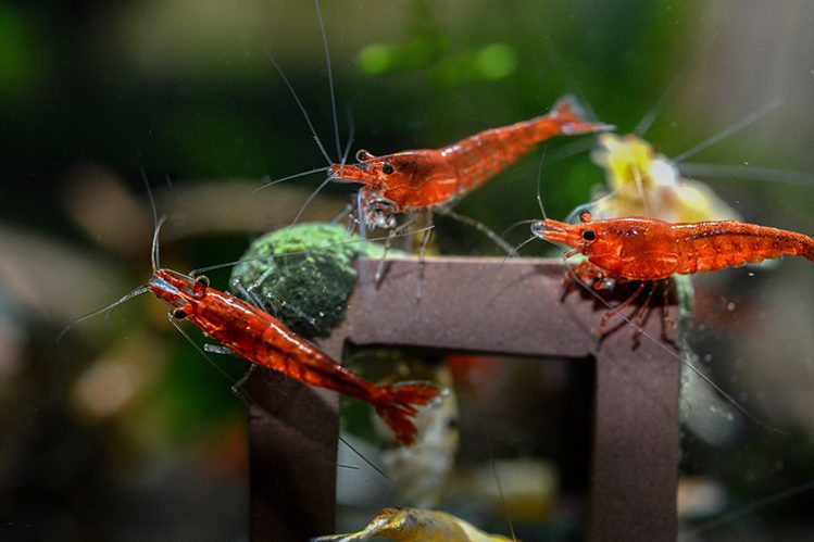 Interesting types of shrimp for the aquarium