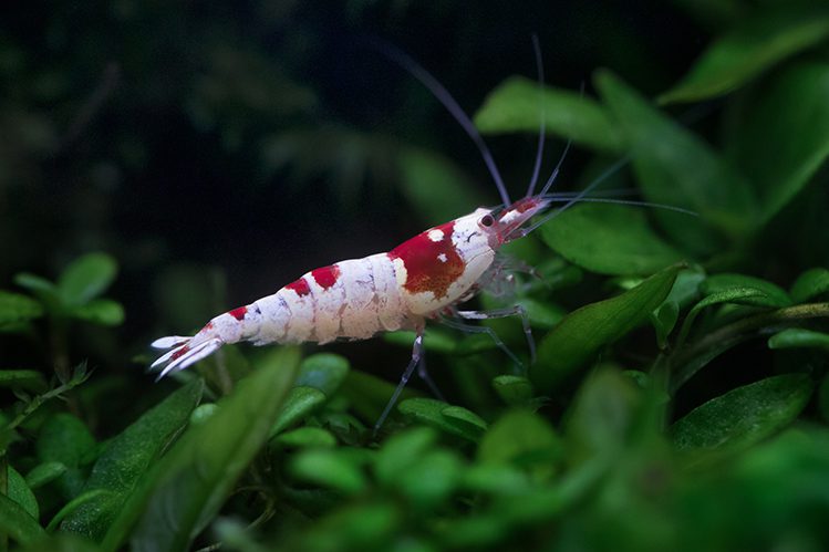 Interesting types of shrimp for the aquarium