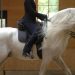 Dressage horse training on Cavaletti