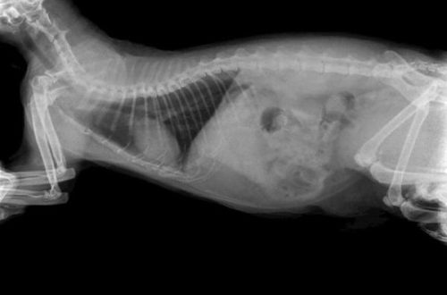 Intestinal obstruction in cats: symptoms, treatment and prevention