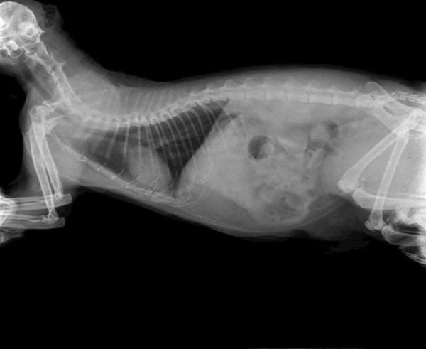 Intestinal obstruction in cats: symptoms, treatment and prevention