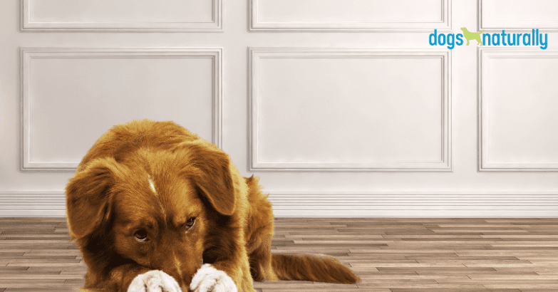 Is disinfectant or alcohol dangerous for dogs?