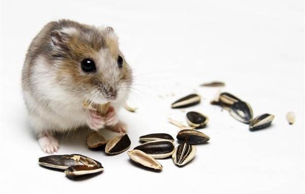 Is it possible for a hamster to roast seeds