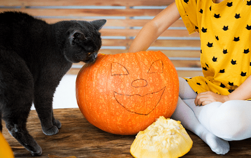 Is it possible for cats to pumpkin and is it good for pets