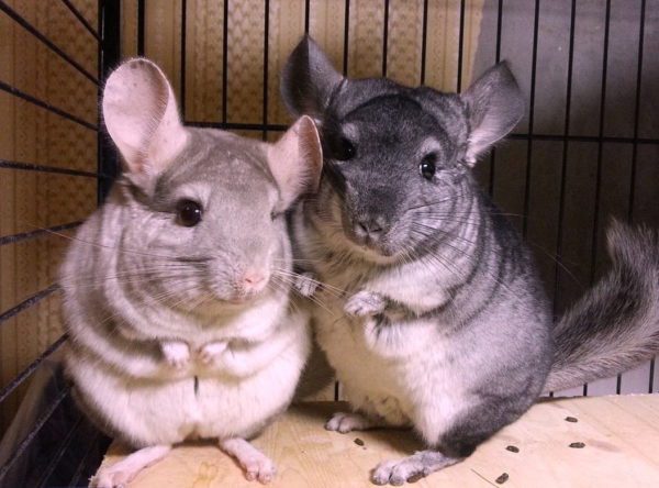 Is it possible for chinchillas to eat raw, fried, pumpkin and other seeds