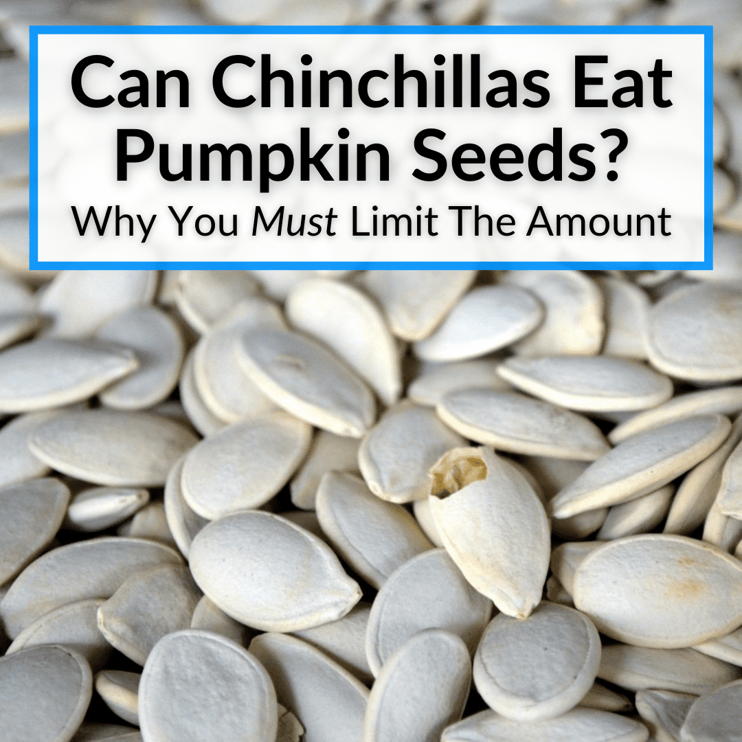 Is it possible for chinchillas to eat raw, fried, pumpkin and other seeds