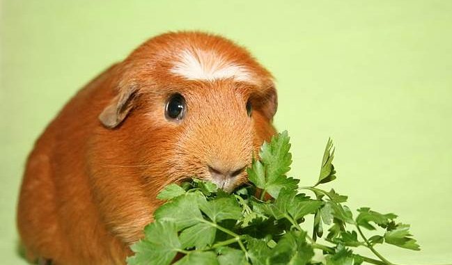 Is it possible for guinea pigs to dill and parsley and in what quantity