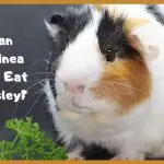 Is it possible for guinea pigs to dill and parsley and in what quantity
