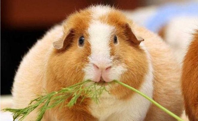 Is it possible for guinea pigs to dill and parsley and in what quantity