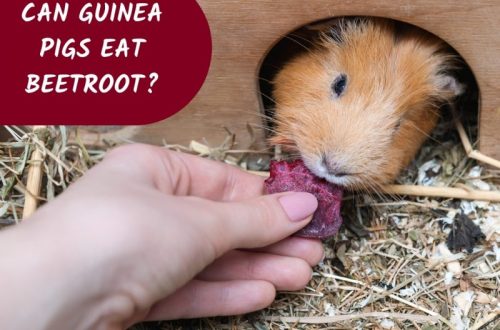 Is it possible for guinea pigs to eat raw and boiled beets, and in what quantity