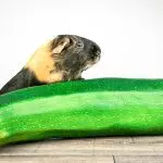Is it possible for guinea pigs to eat zucchini, how much to give them