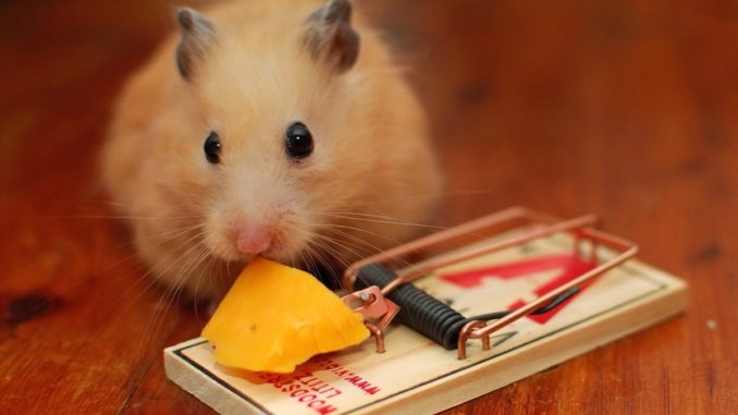Is it possible for hamsters to cheese (Jungaria, Syrian and other breeds)