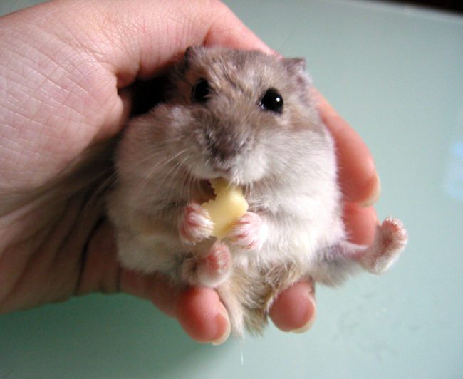 Is it possible for hamsters to cheese (Jungaria, Syrian and other breeds)