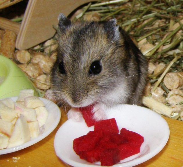 Is it possible for hamsters to give boiled and raw beets