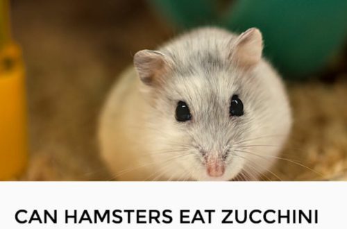 Is it possible for hamsters to have melon and zucchini