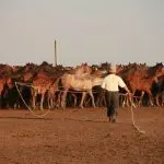 Is it possible to buy a domestic horse in Russia on Avito and how to keep it