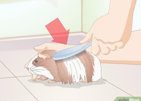 Is it possible to cut a guinea pig: combing and grooming