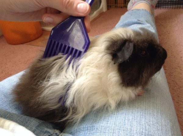 Is it possible to cut a guinea pig: combing and grooming