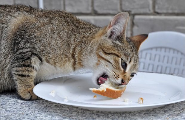 Հնարավո՞ր է կատվին հացով կերակրել