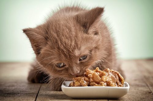 Is it possible to feed a kitten dry and wet food?