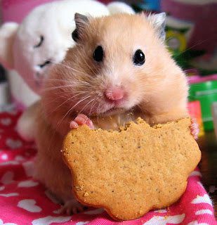 Is it possible to give a hamster cookies, how to cook with your own hands