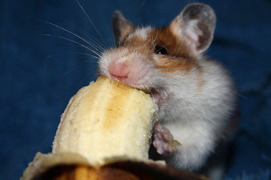 Is it possible to give bananas to Djungarian and Syrian hamsters