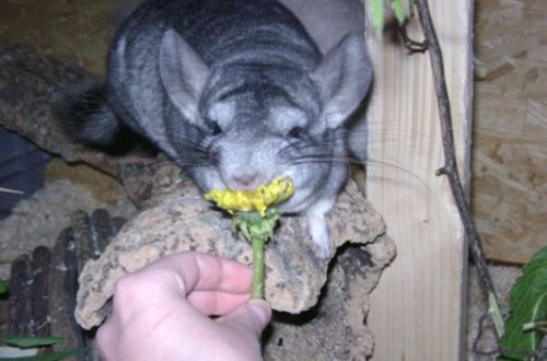 Is it possible to give chinchillas fresh grass, dandelions, clover, etc.