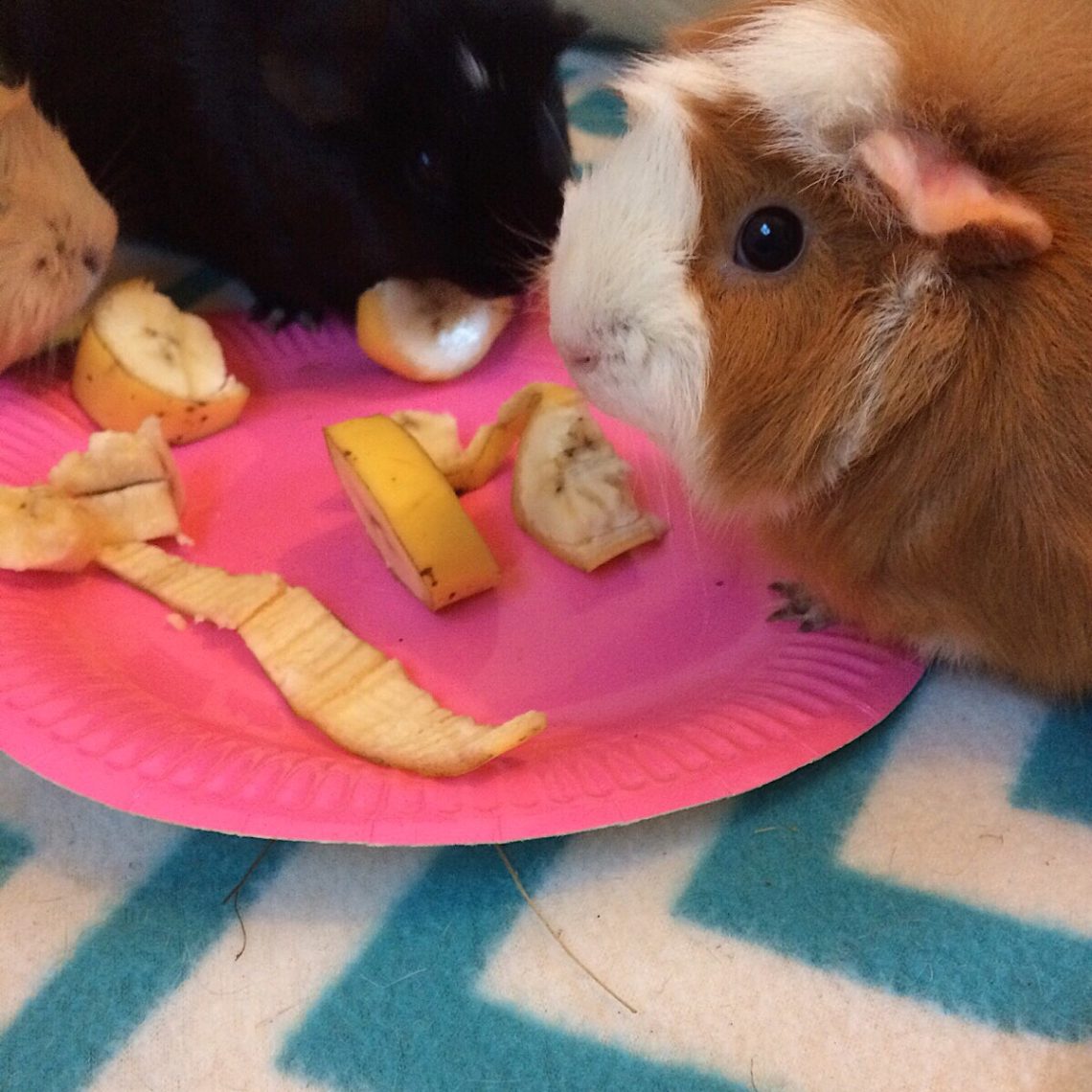 Is it possible to give guinea pigs a banana and its peel
