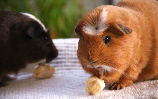 Is it possible to give guinea pigs a banana and its peel