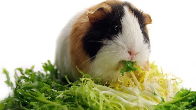 Is it possible to give guinea pigs cabbage white, cauliflower and Beijing