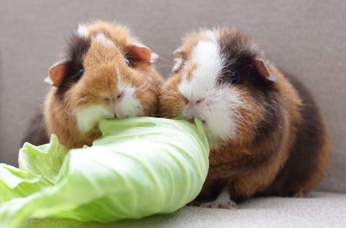 Is it possible to give guinea pigs cabbage white, cauliflower and Beijing