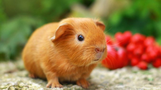 Is it possible to give guinea pigs cherries