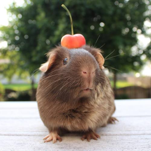 Is it possible to give guinea pigs cherries